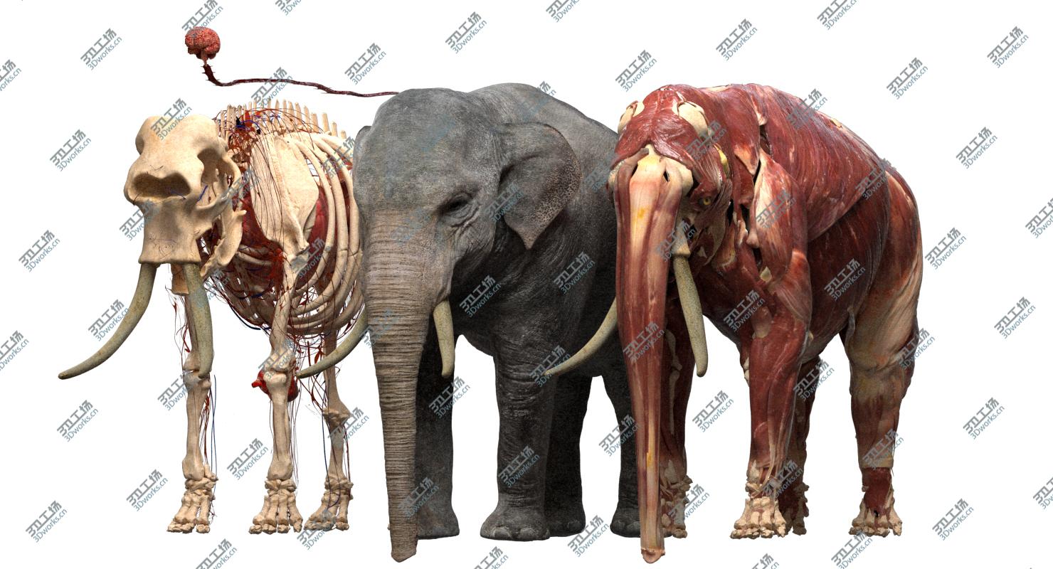 images/goods_img/202104093/Asian Elephant Anatomy 3D model/3.jpg